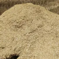 کاه درجه یک بدون علف (کاه سفید)