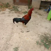 خروس|حیوانات مزرعه|سملقان, |دیوار