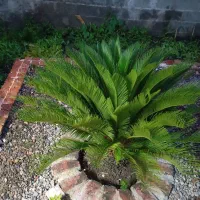 سیکاس 12سال زیبا تمیز برای ویلای