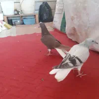 کبوتر