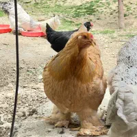 مرغ برهما ۱۰ ماهه