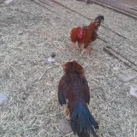 مرغ و خروس