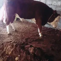 گوساله|حیوانات مزرعه|میاندوآب, |دیوار