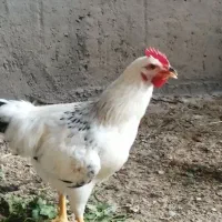 سلماس. معاوضه خروس 120روزه با مرغ تخم گذار