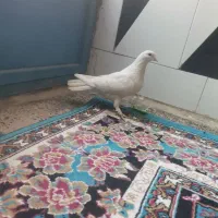کبوتر سفید پاپر شرط بچ