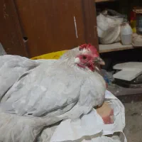 معاوضه مرغ کوچین با بزرگ