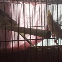 دو جفت عروس هلندی طبق عکس