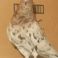 سرور