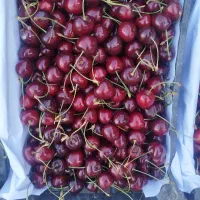 گیلاس تکدانه