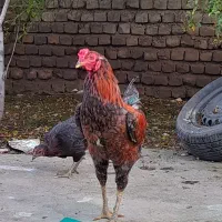 خروس لاری