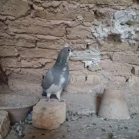 کبوتر دمگیر