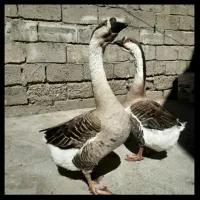 قوغاز چاق