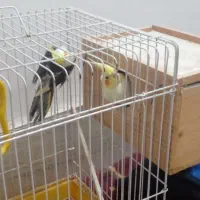 یک جفت عرورس با ۳ جوجه