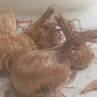 پیاز زعفران