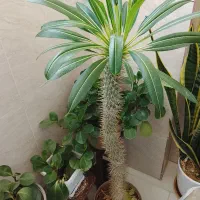 گل ماداگاسکار