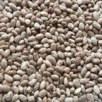 گندم تازه کمباین تمیز