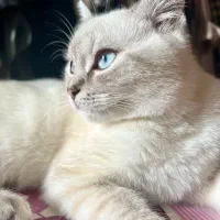 گربه اسکاتیش بیرتیش