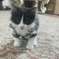 بچه گربه