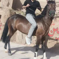 اسب عرب کرد