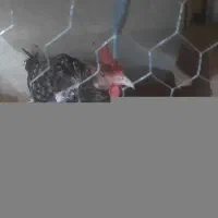 مرغ تخمگذارباقفس