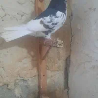 نر یال گل دار
