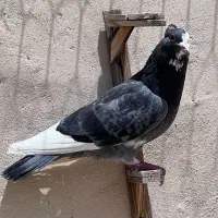 کفتر غره مینا کرمونی نر
