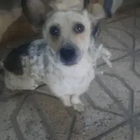سگ خانگی