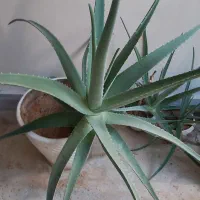گل آلوئه ورا  بسیار قوی و سرحال