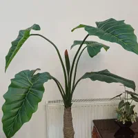 درخت بابا آدم خارجی (مصنوعی)