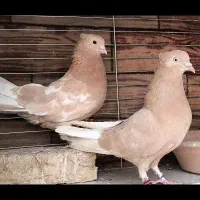 کفتر پرش سنگین  گنجه جفت کن