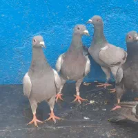 کبوتر جوجه سبز پولک