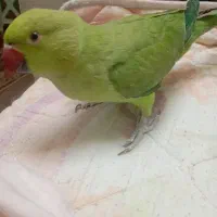 طوطی|پرنده|بستک, |دیوار