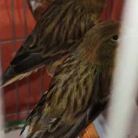 قناری سوخته سو قدیم