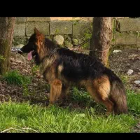 ژرمن شپرد