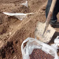 لوبیا سبز