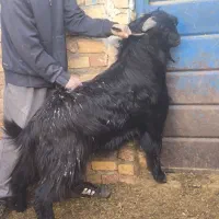 بز نر تکه ۲ ساله مخصوص نسل