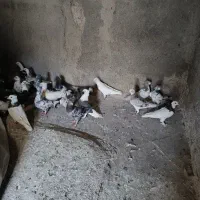 کفتر پرشی مفت