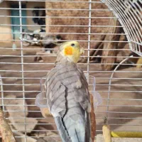 عروس هلندی