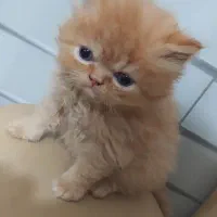 پرشین سوپرفلت