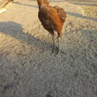 مرغ لاری کرچ