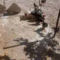 جوجه محلی