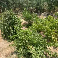 باغچه