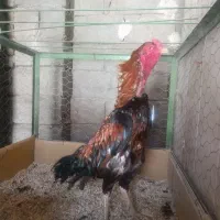 خروس لاری نژاد اسپانیا