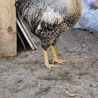 خروس