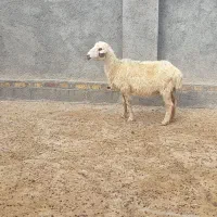 گوسفند و ارزان سرابله