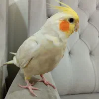 عروس هلندی گمشده