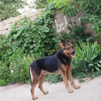 سگ ژرمن
