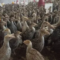 فروش بوقلمون ۲ماهه بیوتی و بر