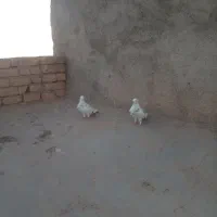 کفتر باخت رفته