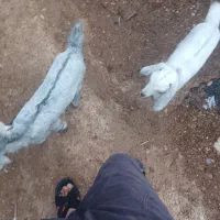 کهره نر تالی